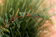 Indigofera longiracemosa